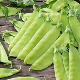 groch-cukrowy-bajka-pozny-wysoki-nasiona-grochu