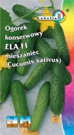 ogorek-gruntowy-konserwowy-ela-f1-b-plenny-wczesny-idealny-do-kiszenia