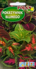 koleus-blumego-pokrzywnik-mix-01g-polan-mix-odmian-kolorow-i-odmian