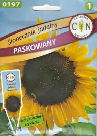 slonecznik-jadalny-paskowany-nasiona-slonecznika-zolte-sloneczniki