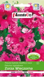 petunia-ogrodowa-zorza-wieczorna-rozowa-karbowana-pieknosc-005-g-plantico