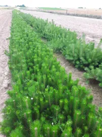 sosna-pospolita-pinus-sylvestris-30-60-cm