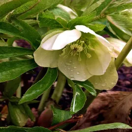 helleborus-ciemiernik-white-lady-1-szt-sadzonki-sadzonka-ciemiernki-hl1