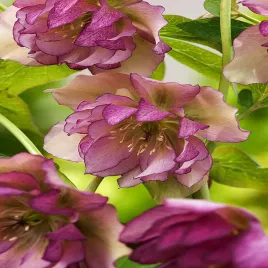 helleborus-ciemiernik-dubbel-ellen-picotee-1-szt-sadzonki-ciemiernki-hl1