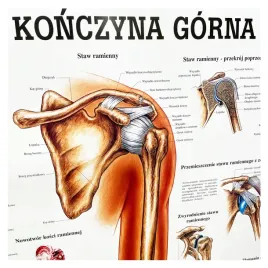 tablica-anatomiczna-laminowana-konczyna-gorna