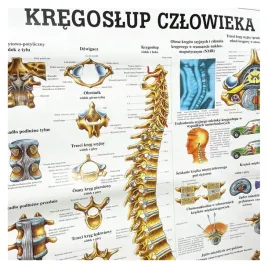 tablica-anatomiczna-laminowana-kregoslup-czlowieka