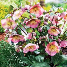 helleborus-ciemiernik-montsegur-1-szt-szadz-bialo-rozowy-wieloletni