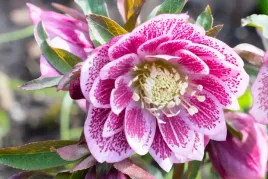 ciemiernik-double-ellen-pink-white-edge-1-szt-sadzonki-sadzonka-hl1