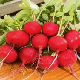 rzodkiewka-cherry-belle-bardzo-smaczna-100g-nasiona-rzodkiewki-plenna