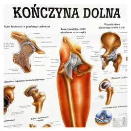 tablica-anatomiczna-laminowana-konczyna-dolna