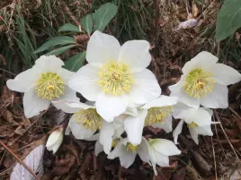 helleborus-ciemiernik-niger-bialy-1-szt-sadzonki-sadzonka-ciemiernki-hl1