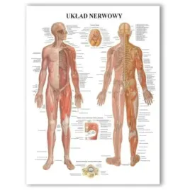 tablica-anatomiczna-uklad-nerwowy-profesjonalna-pl