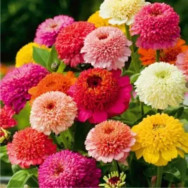 cynia-skabiozowa-mieszanka-kolorow-1g-nasiona-legutko