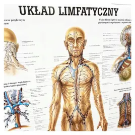 tablica-anatomiczna-laminowana-uklad-limfatyczny