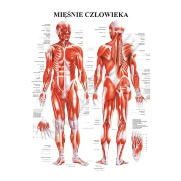 TABLICA PLANSZA ANATOMICZNA UKŁAD MIĘŚNIOWY JĘZYK POLSKI 55CM X 85CM