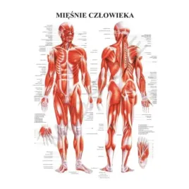 tablica-plansza-anatomiczna-uklad-miesniowy-jezyk-polski-55cm-x-85cm
