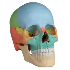 czaszka-osteopatyczna-zimmer-wersja-dydaktyczna-22-czesci-erler-zimmer