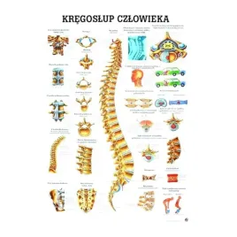 tablica-anatomiczna-kregoslup-czlowieka-nielaminowana-70x100-cm