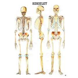 tablica-anatomiczna-medyczna-szkielet-czlowieka