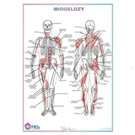plakat-anatomiczny-tablica-miogelozy-skladowski