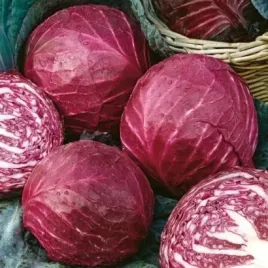 kapusta-glowiasta-wczesna-czerwona-koda-2g-nasiona-w-legutko