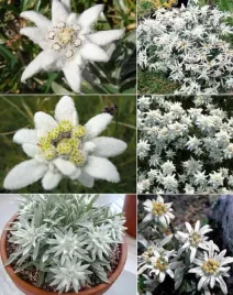 nasiona-szarotka-alpejska-bylina-leontopodium-wieloletnia