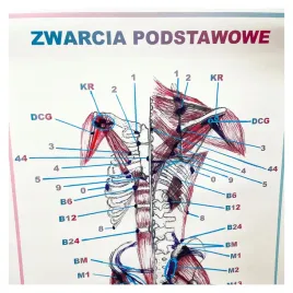tablica-anatomiczna-plakat-zwarcia-podstawowe