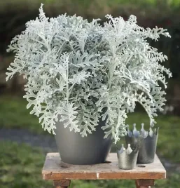 nasiona-starzec-mrozy-liscie-sinozielone-gesto-owlosione-legutko-02g