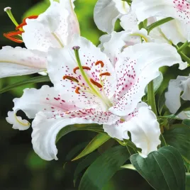 lilia-pachnaca-orientalna-niska-muscadet-1-szt-cebule-cebulki-lilii