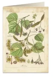 karnet-b6-koperta-6056-lipa