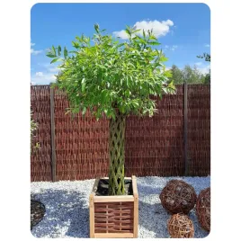 wierzba-pleciona-sadzonka-drzewko-wiklinowe-z-4-pedami-wysokosc-180-cm