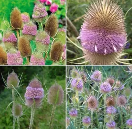 nasiona-szczec-pospolita-liliowe-05-g-dipsacus-sativus-l