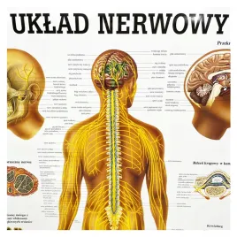 tablica-anatomiczna-laminowana-uklad-nerwowy