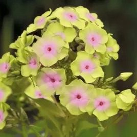 phlox-plomyk-wiechowaty-sherbert-blend-1szt-bulwa-klacze-zdrowa-xl