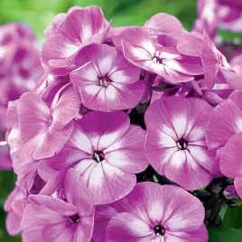 phlox-plomyk-wiechowaty-bialo-fioletowy-laura-1szt-bulwa-klacze-zdrowa-xl
