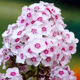 phlox-plomyk-wiechowaty-europa-bialo-rozowy-1szt-bulwa-klacze-xl