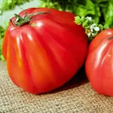pomidory-red-pear-nasiona-05-g-styl-ogrod-wiejski