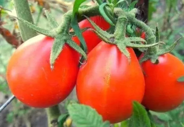 pomidory-red-pear-nasiona-05-g-cykl-rozwojowy-rosliny-jednoroczna