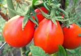 pomidory-red-pear-nasiona-05-g-cykl-rozwojowy-rosliny-jednoroczna