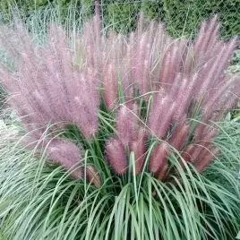 rozplenica-piorkowka-red-head-rozowa-ozdobna-klacze-1-szt-sadz-kt3