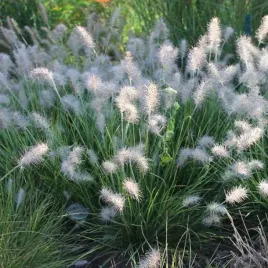 rozplenica-little-bunny-biala-niska-trawa-ozdobna-klacze-1-szt-sadz-kt3