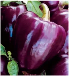 papryka-oda-wczesna-plenna-fioletowa-nasiona-05-g