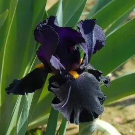 irys-germanica-irys-germanski-black-night-fioletowy-klacze-sadz-zdrowa
