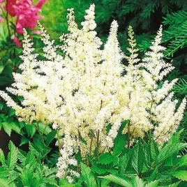 tawulka-japonska-astilbe-deutschland-biala-1szt-1szt-bulwa-klacze-zdrowa
