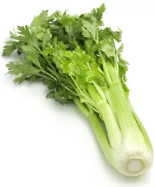 seler-naciowy-nasiona-05-g-plein-blanc-pascal