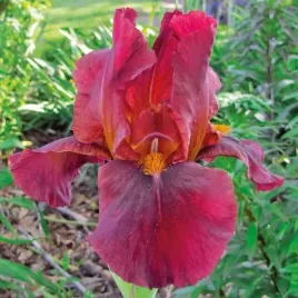 irys-germanica-irys-germanski-red-zinger-czerwony-klacze-sadz-zdrowa