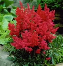 tawulka-astilbe-montgomery-czerwona-1szt-bulwa-klacze-zdrowa