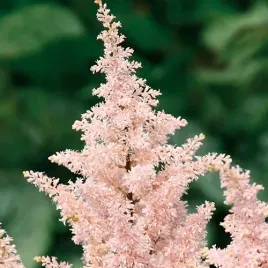 tawulka-japonska-astilbe-brzoskwiniowa-1szt-w210-1szt-bulwa-klacze-zdrowa