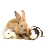 versele-laga-complete-cuni-sensitive-175kg-rodzaj-karmy-karma