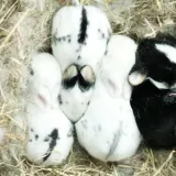 versele-laga-complete-cuni-sensitive-175kg-cechy-dodatkowe-bez-cukru